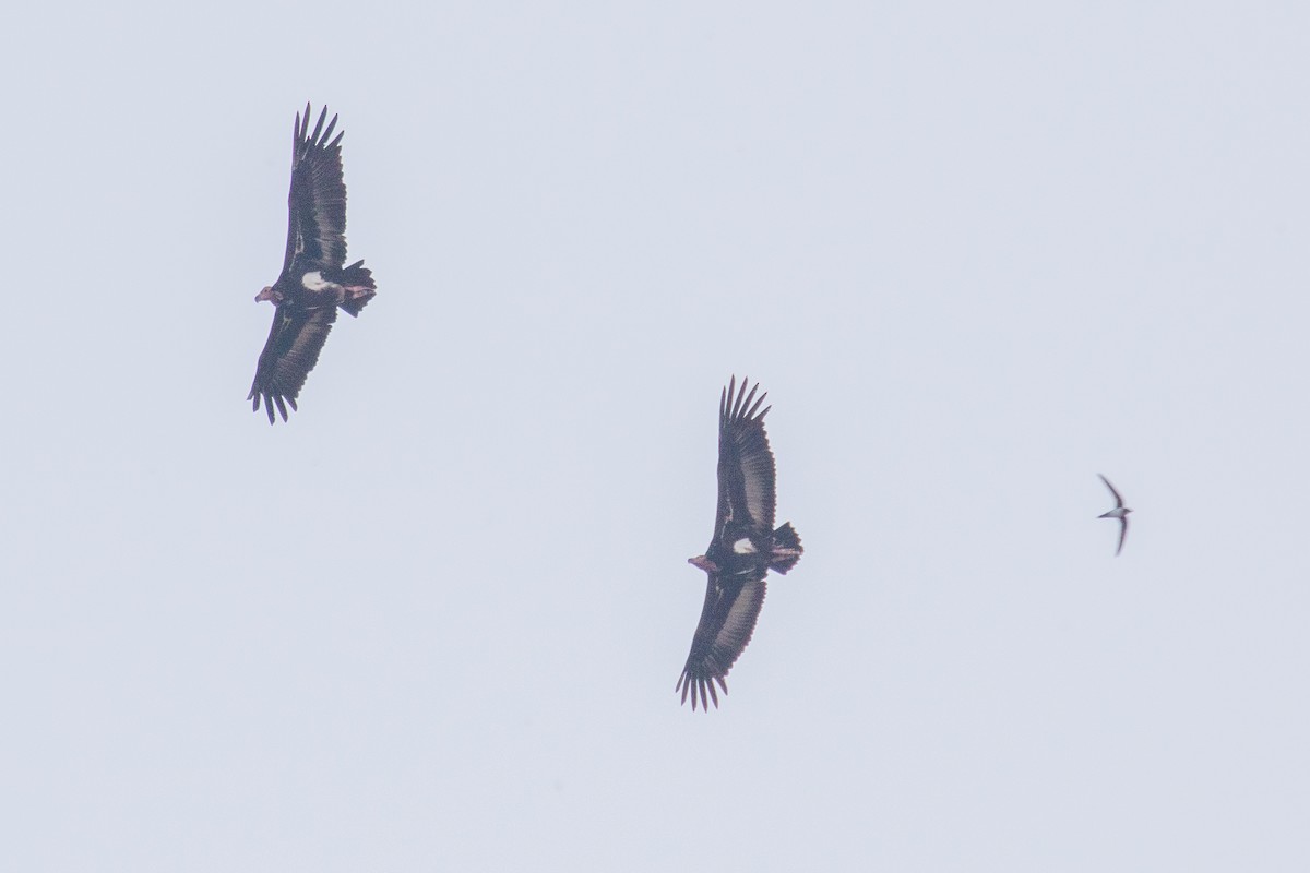 Red-headed Vulture - ML220676531
