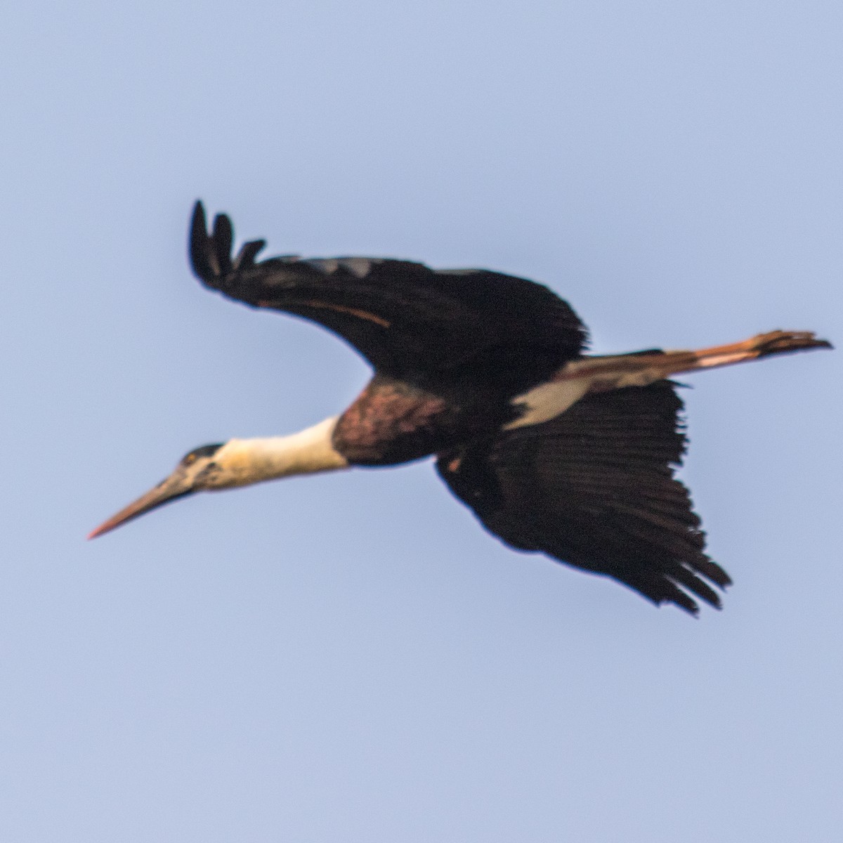 Asian Woolly-necked Stork - ML220678021