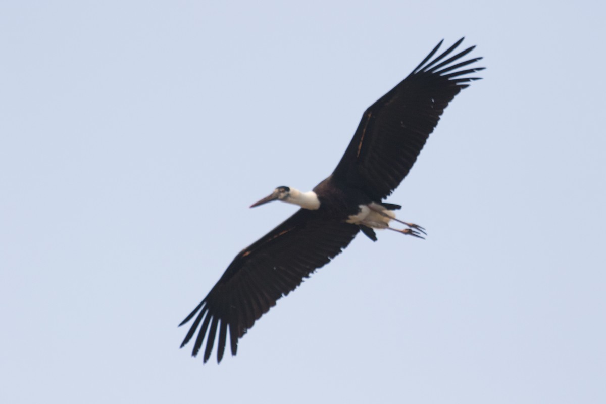 Asian Woolly-necked Stork - ML220678971