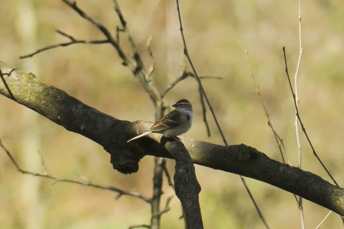 Chipping Sparrow - Jefferson Shank
