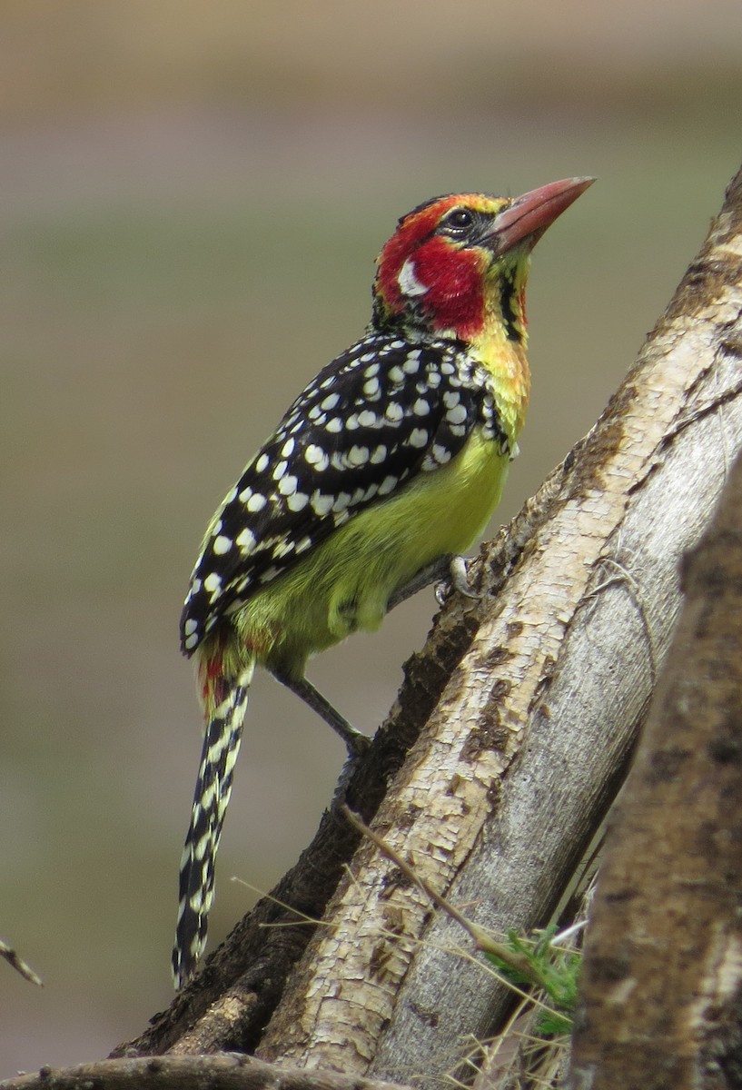 Red-and-yellow Barbet - ML22068631