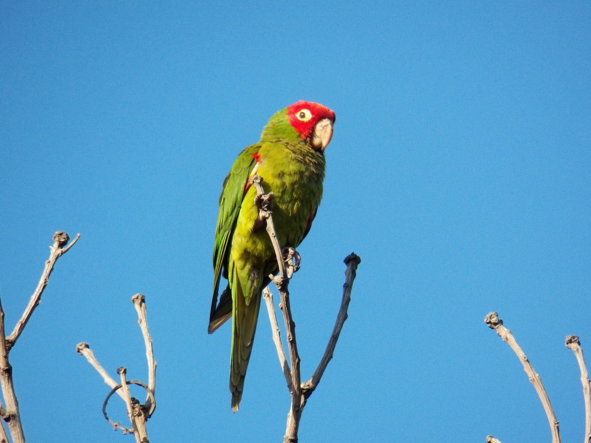 Red-masked Parakeet - Felipe Jara fernandez