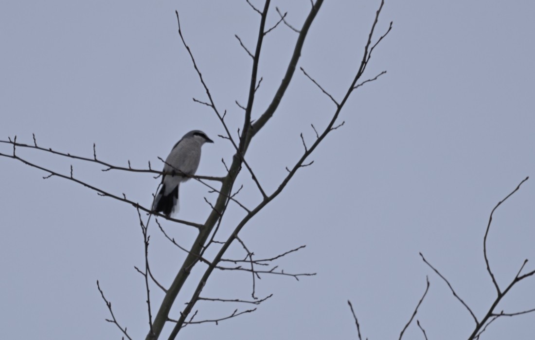 Ebird Canada Checklist Apr Hvgb Canadian Forces Base Species