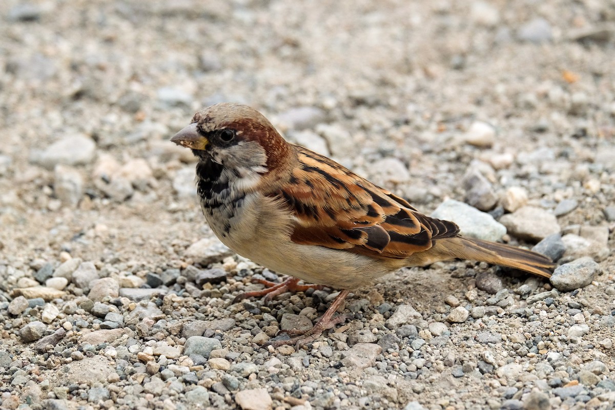 House Sparrow - Bob Hasenick