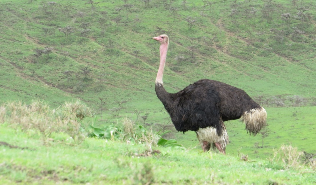 Африканский страус - ML22069511