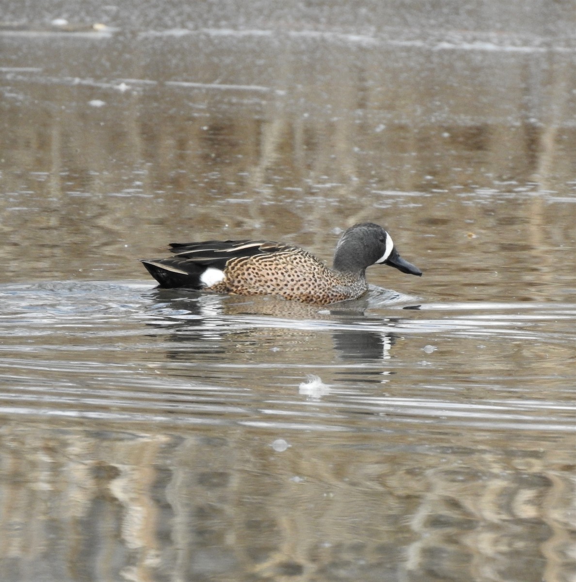 Blue-winged Teal - ML220698151