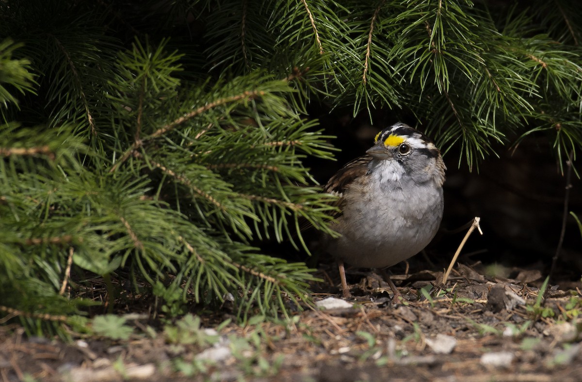 White-throated Sparrow - ML220699471