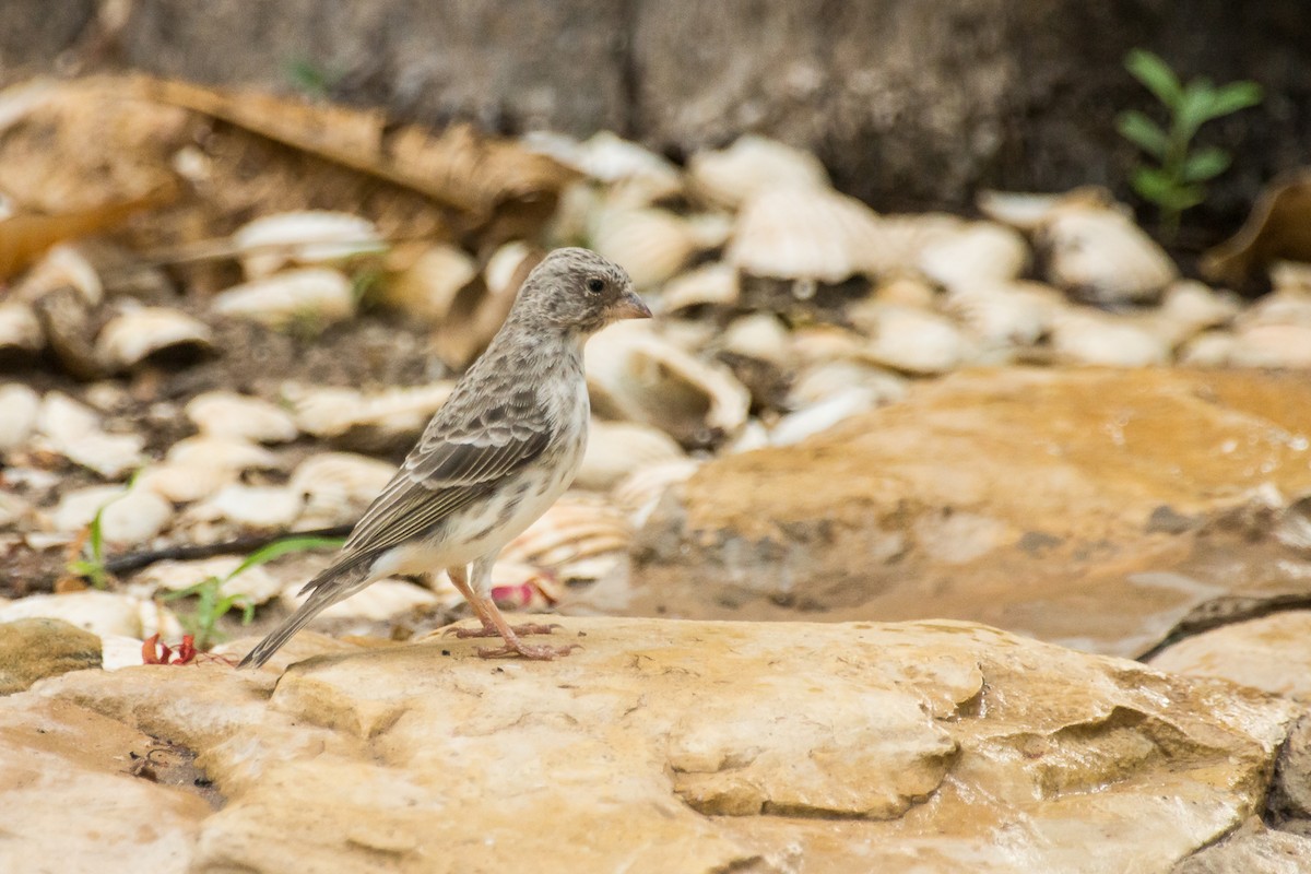 White-rumped Seedeater - ML220699761