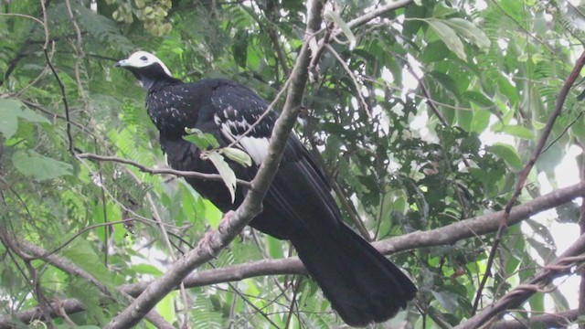 Blue-throated Piping-Guan - ML220700981