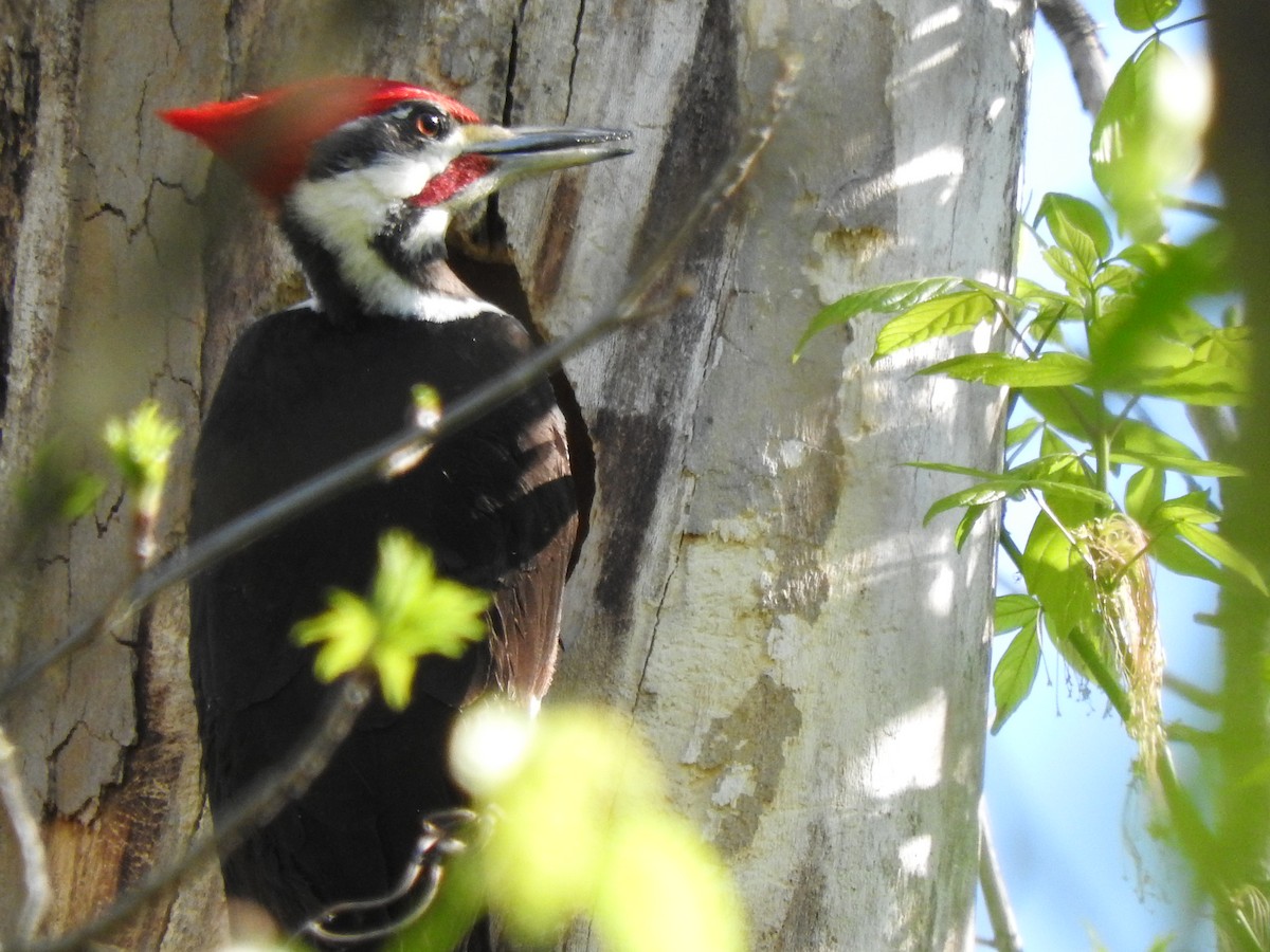 Pileated Woodpecker - ML220702071