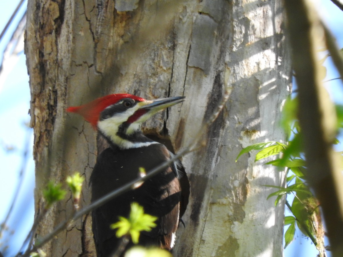 Pileated Woodpecker - ML220702111