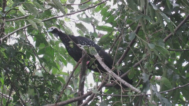 Blue-throated Piping-Guan - ML220702721