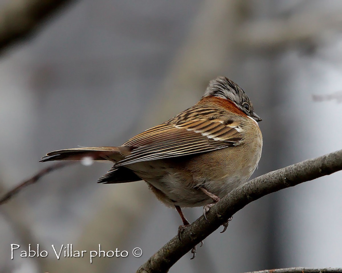 Rufous-collared Sparrow - Pablo Villar