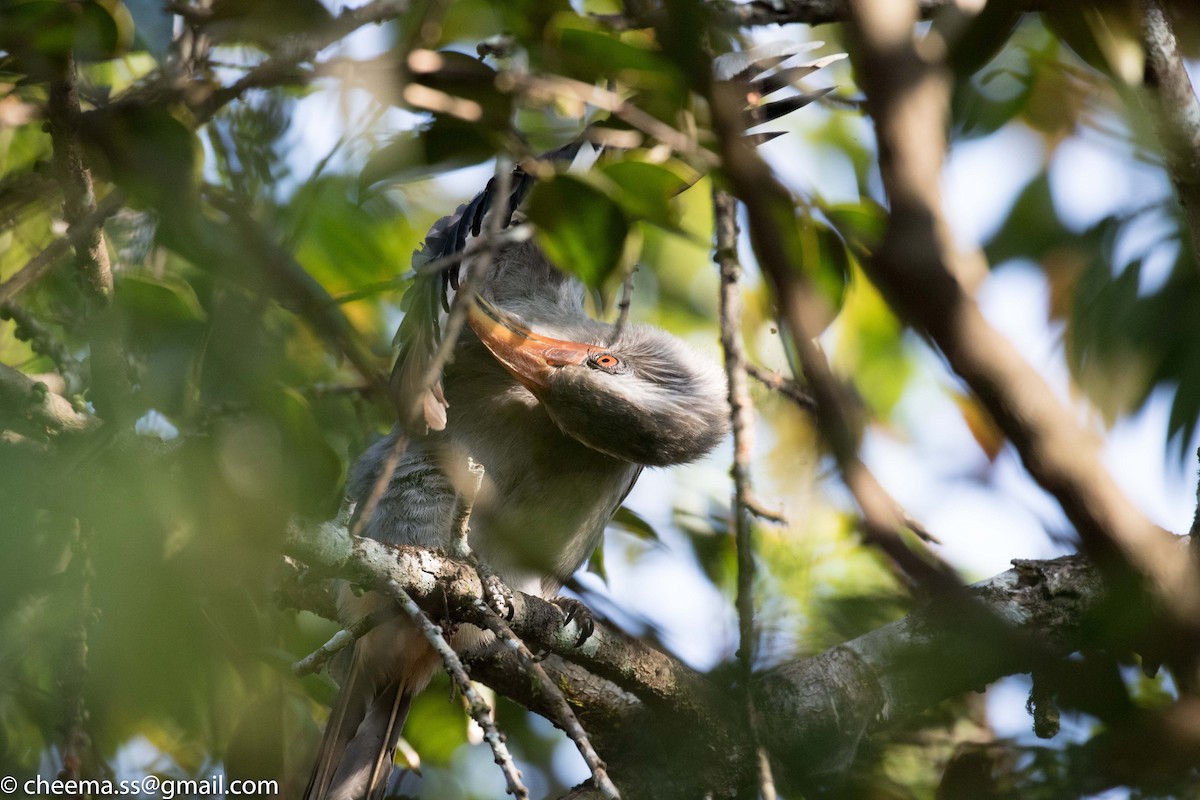 Malabar Gray Hornbill - S S Cheema