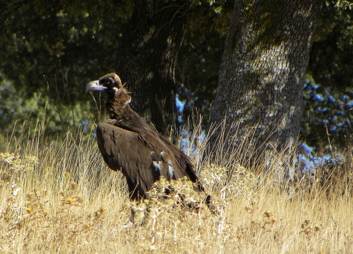 Cinereous Vulture - ML220709521