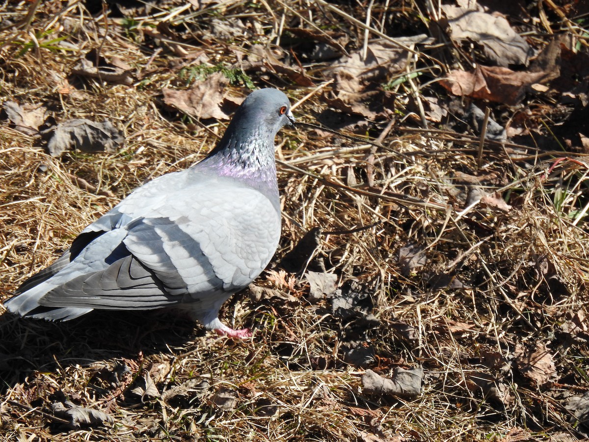 Rock Pigeon (Feral Pigeon) - carol villeneuve