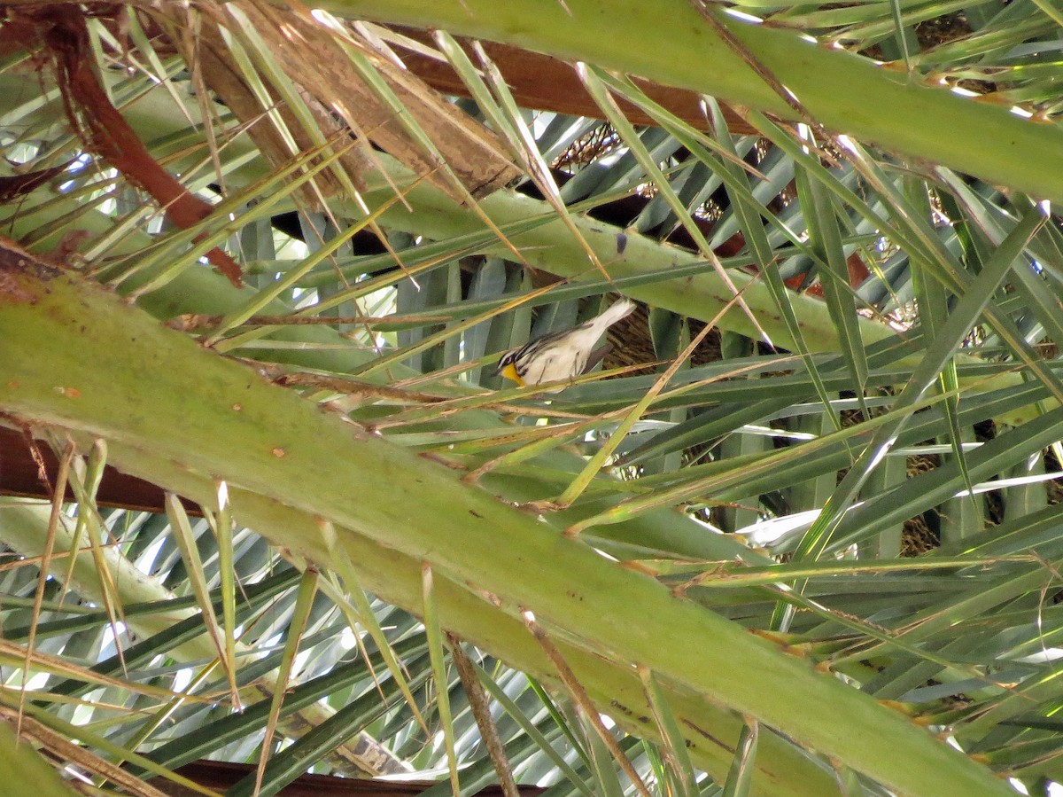 Yellow-throated Warbler - ML220710191
