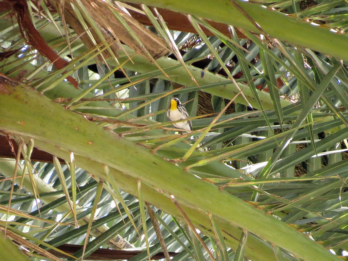 Yellow-throated Warbler - ML220710211
