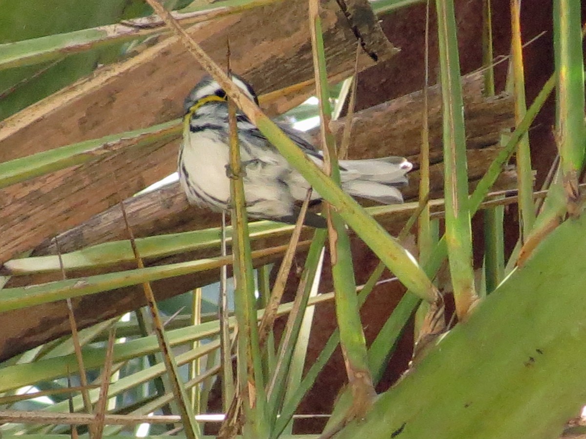 Yellow-throated Warbler - ML220710251