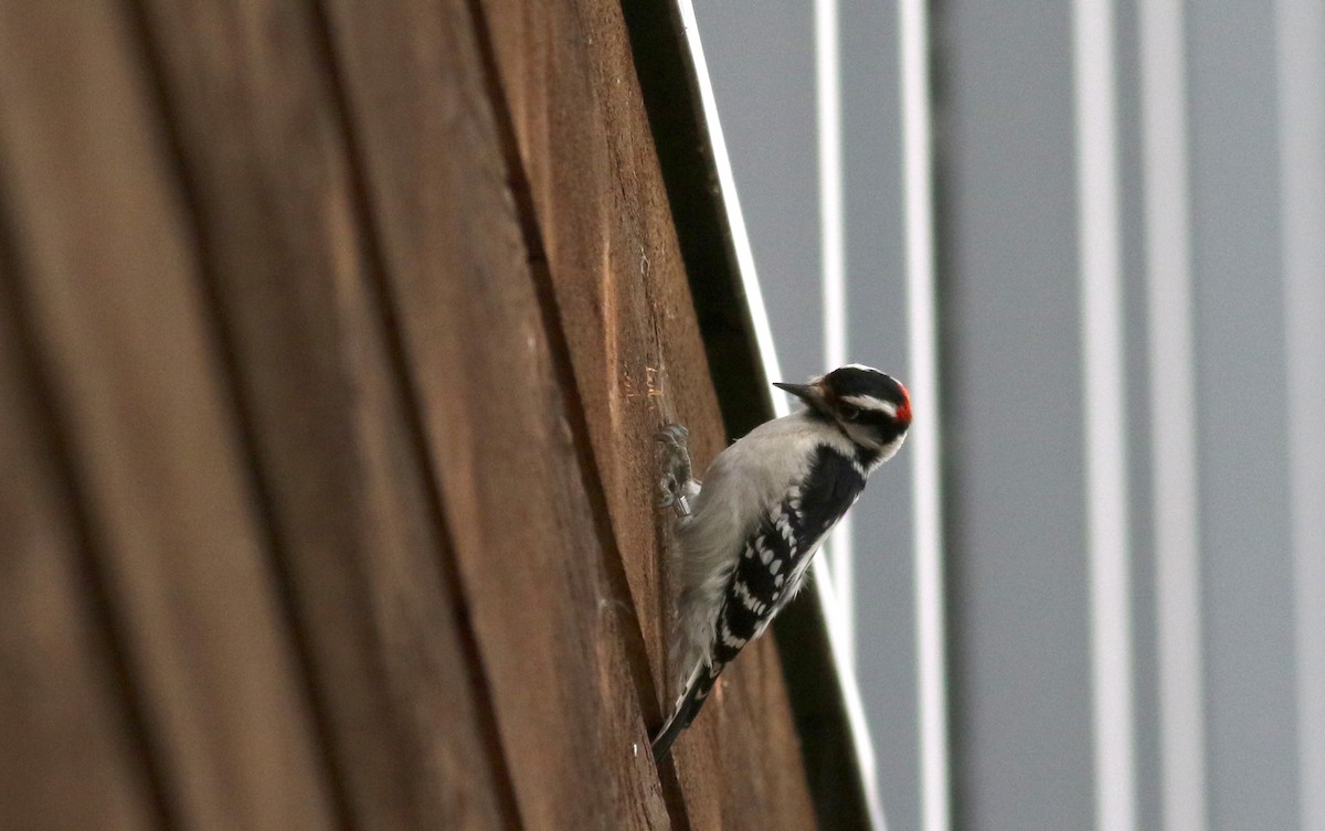 Downy Woodpecker (Eastern) - ML22071151