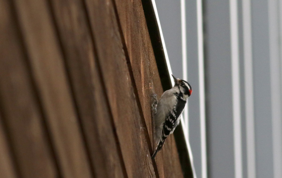 Downy Woodpecker (Eastern) - ML22071171