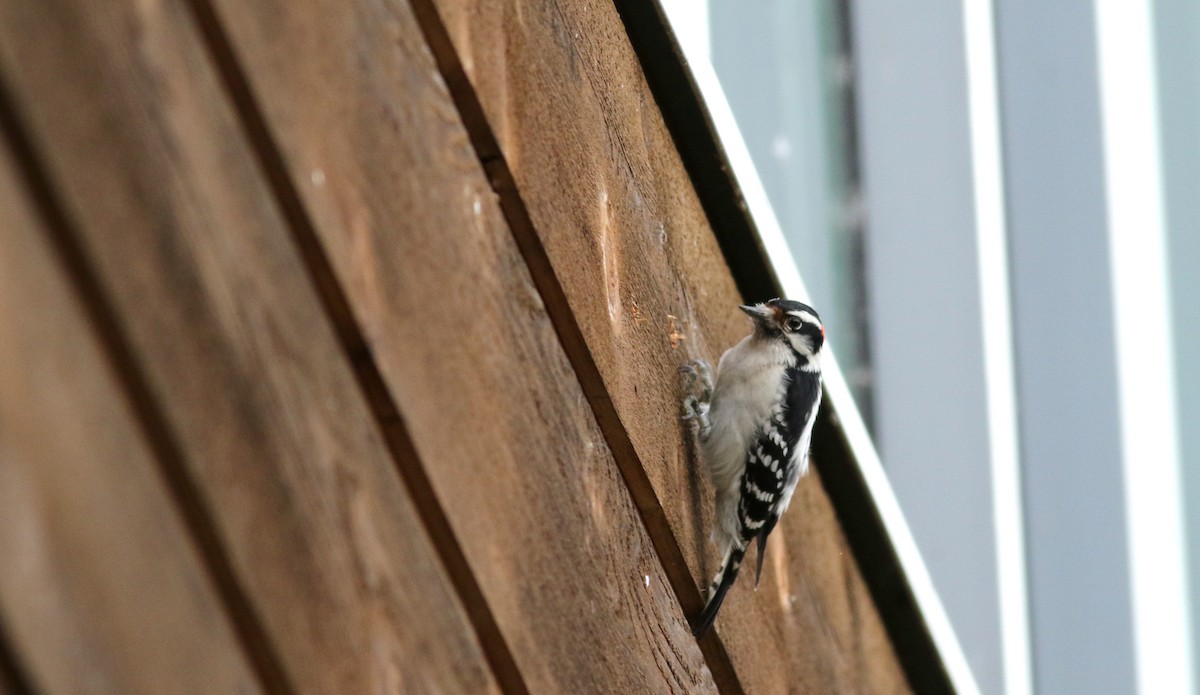 Downy Woodpecker (Eastern) - ML22071191