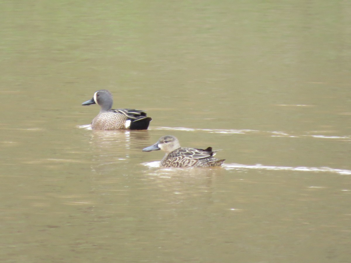 Blue-winged Teal - ML220712241