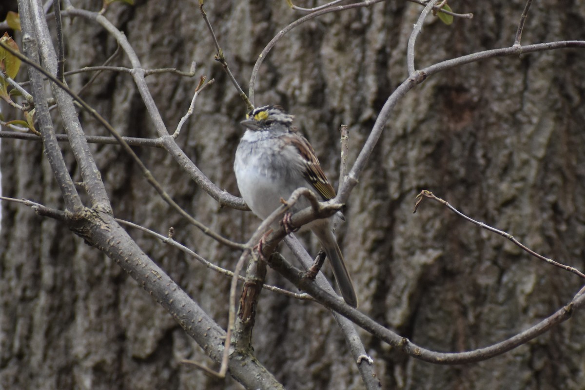White-throated Sparrow - ML220712411