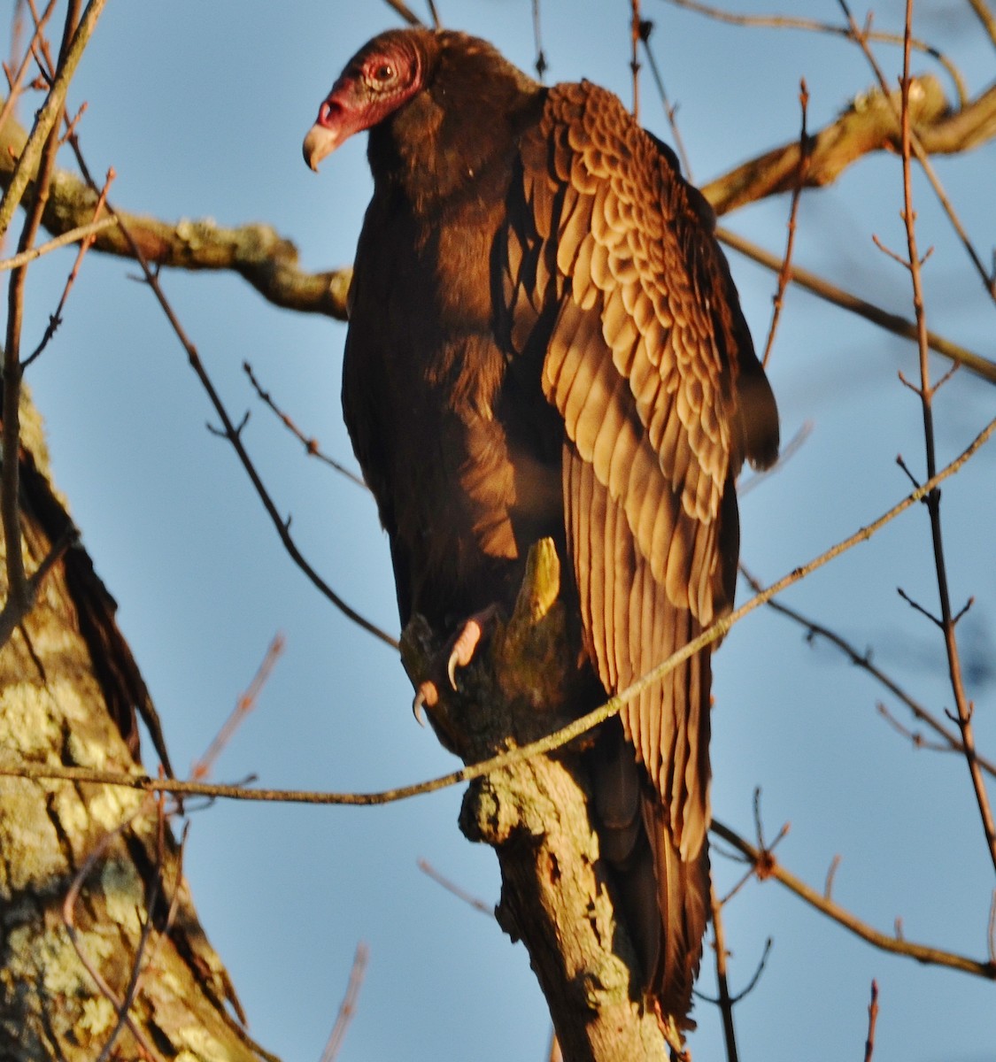 Turkey Vulture - Old Sam Peabody