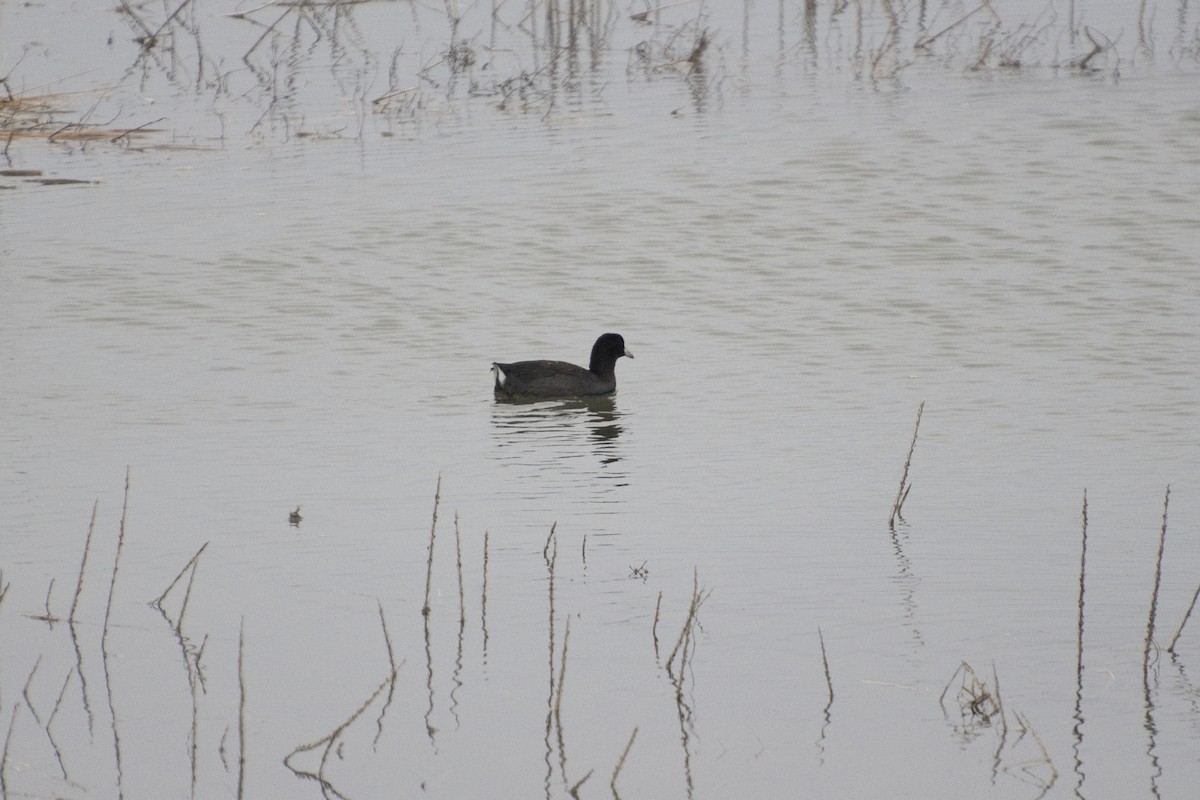 American Coot (Red-shielded) - ML22071691