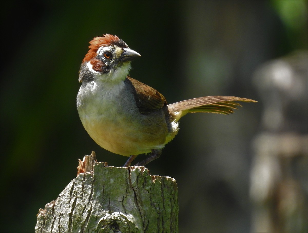 White-faced Ground-Sparrow - Rudy Botzoc @ChileroBirding