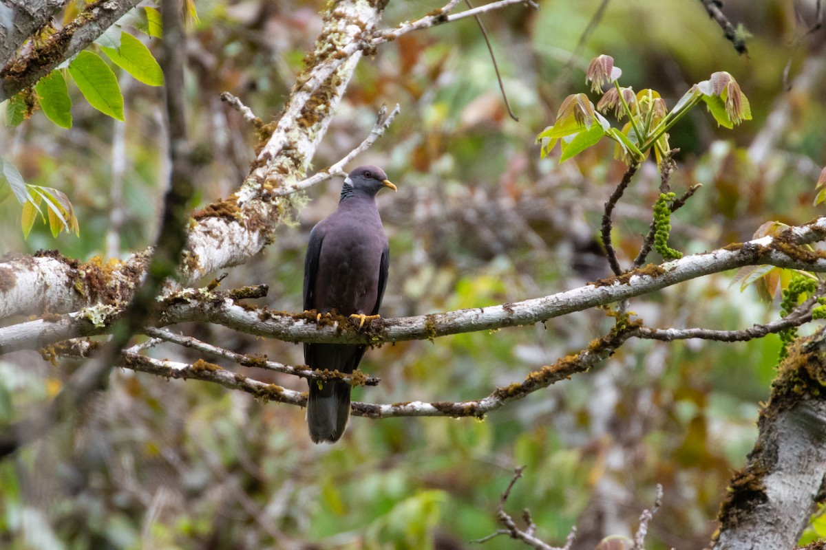 Band-tailed Pigeon - Thibaud Aronson