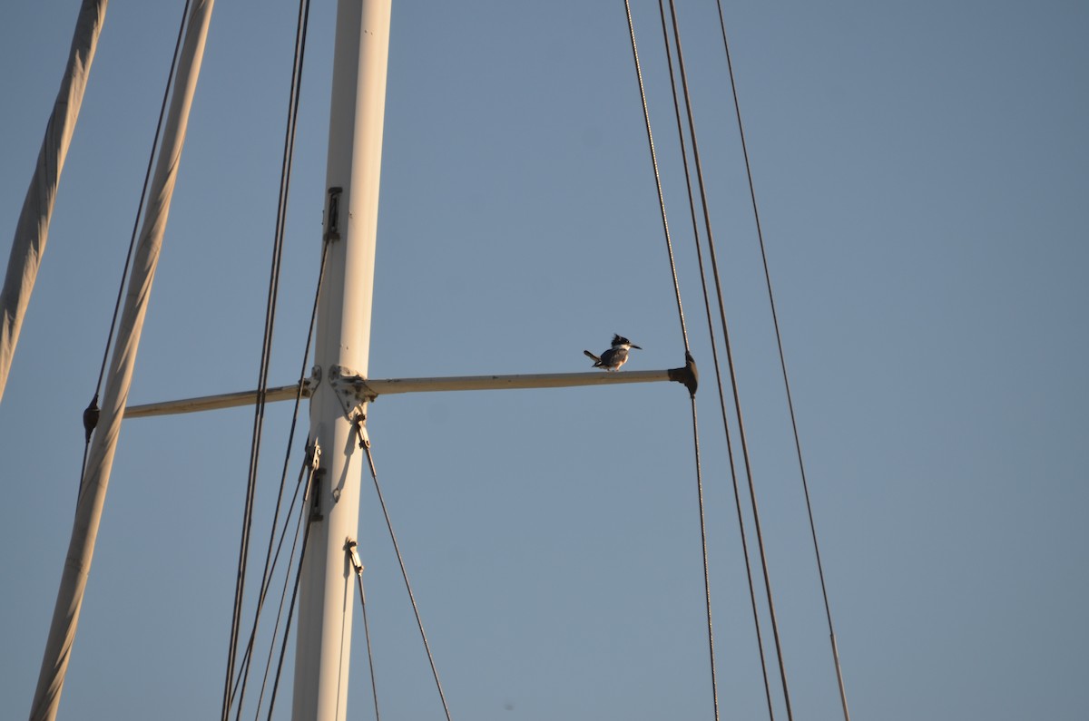 Belted Kingfisher - ML22072391