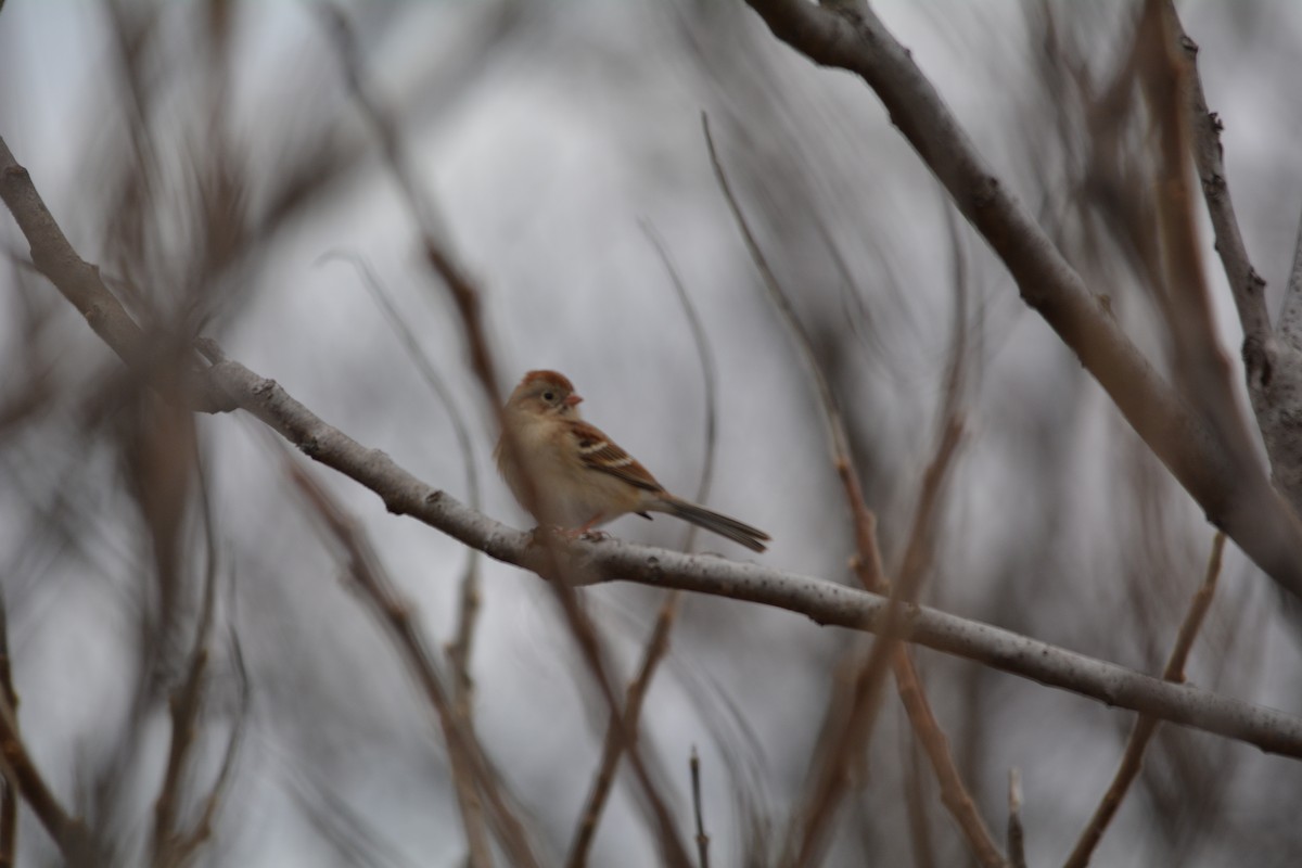 Field Sparrow - David Kennedy