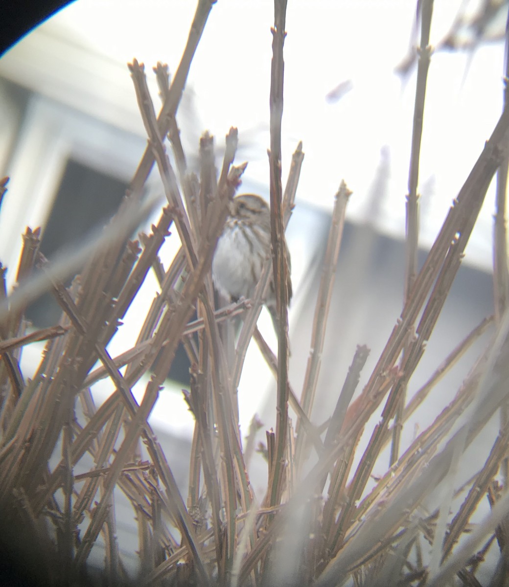 Song Sparrow - Harmony Fisher