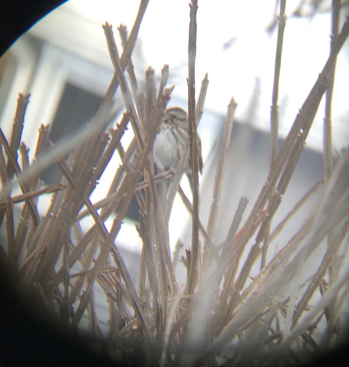 Song Sparrow - Harmony Fisher