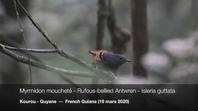 Rufous-bellied Antwren - ML220741581