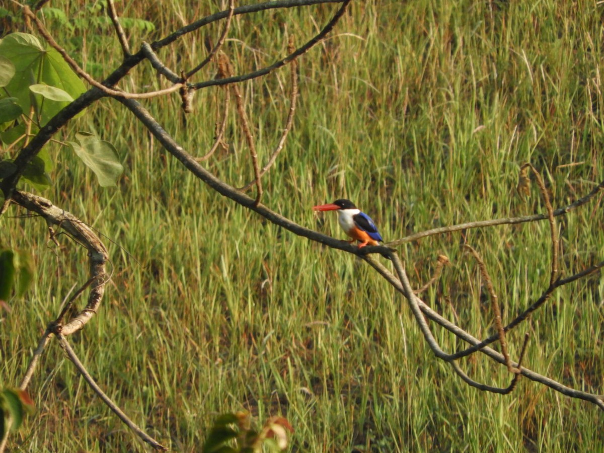 Black-capped Kingfisher - Phanakorn Kraomklang