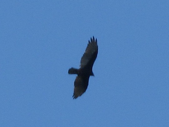 Turkey Vulture - ML220753301