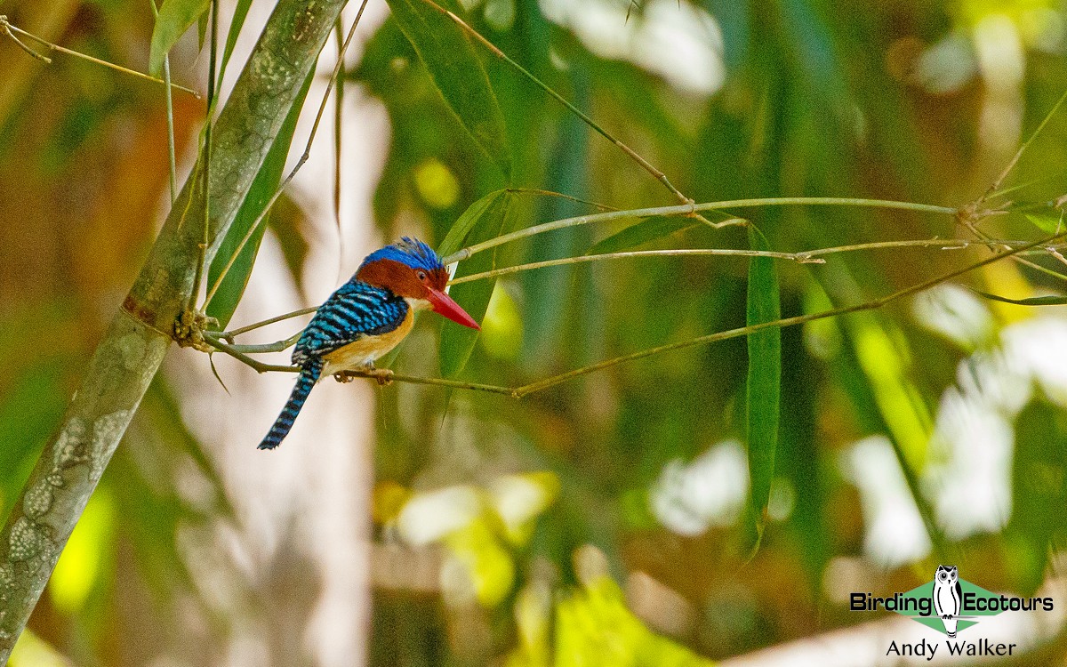 Banded Kingfisher (Banded) - Andy Walker - Birding Ecotours