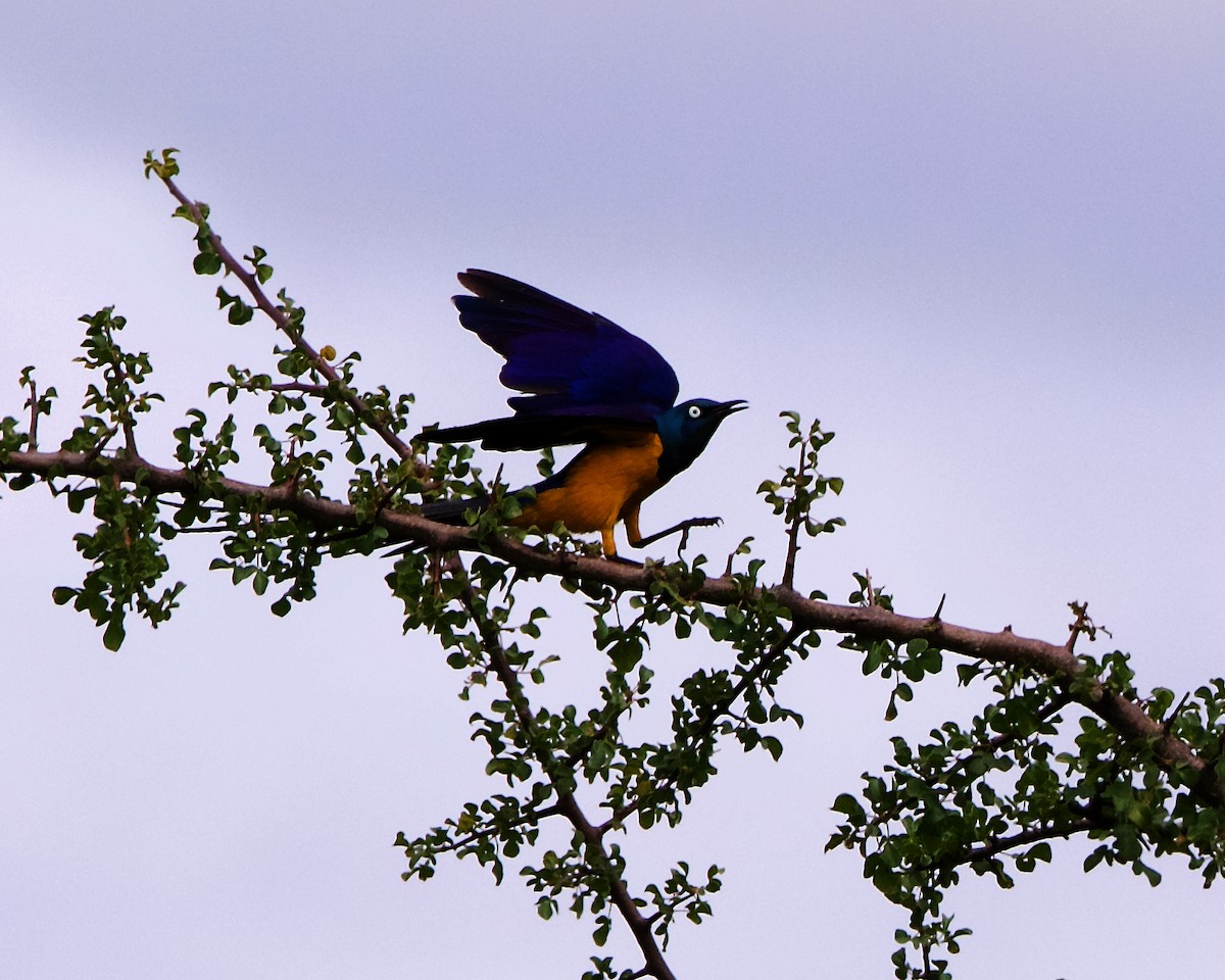 Golden-breasted Starling - ML220759481