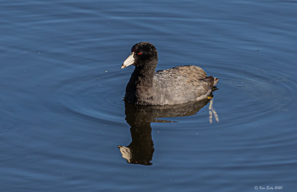 American Coot (Red-shielded) - Ken Ealy
