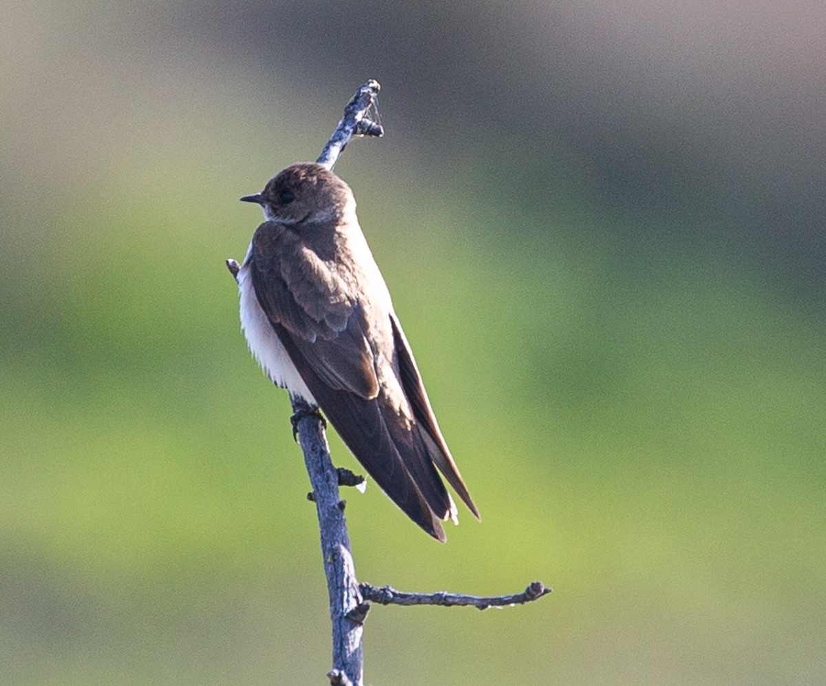 Northern Rough-winged Swallow - Meg Barron