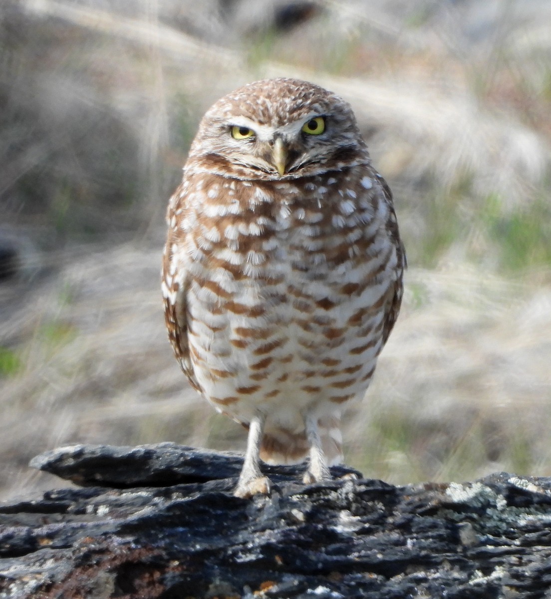 Burrowing Owl - ML220766011