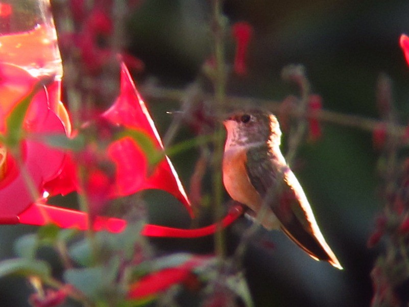 Rufous Hummingbird - Jeffrey Turner