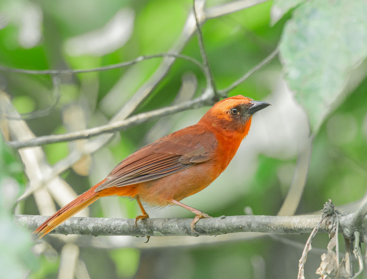 Red-throated Ant-Tanager - ML220768151