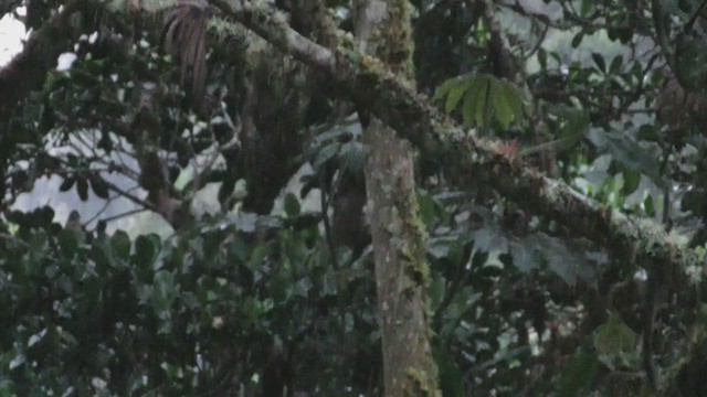 Strong-billed Woodcreeper - ML220768821