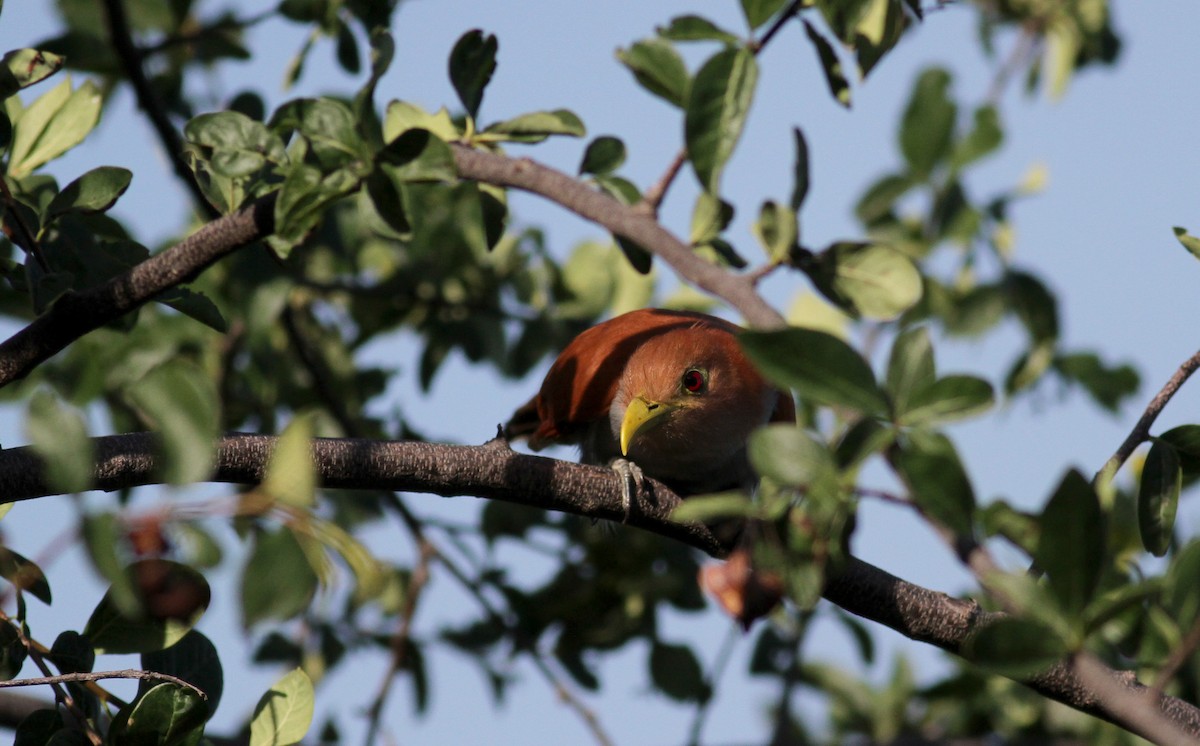 Squirrel Cuckoo (Amazonian) - ML22076921