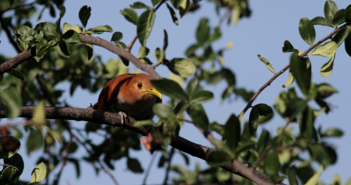 Squirrel Cuckoo (Amazonian) - ML22076931