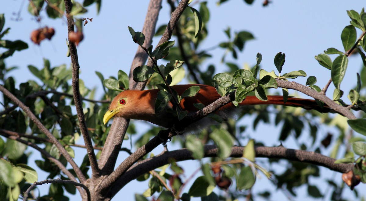 Squirrel Cuckoo (Amazonian) - ML22076941